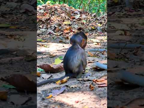 Top Wild Monkey