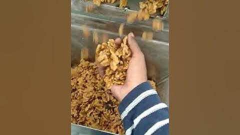 walnut kernels grading plant