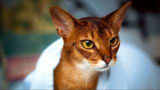 abyssinian cat for sale price