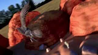 crow flight animation