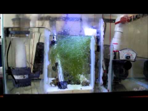 DIY 10 Gallon Sump Refugium