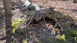 POV: Walking at Western Branch Park
