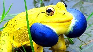 5 MOST DANGEROUS FROGS IN THE WORLD!