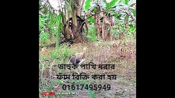 Waterhen dahuk bird trap.ruak ruak bird trap handing.kalim bird trap handing. #dahukpakhi #vairal
