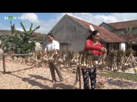 Video: Bạn Đồng Hành Cho Cây Tỏi - Cây Phát Triển Tốt Nhờ Tỏi