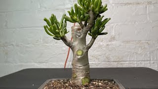 Turning My 10 Years Gollum Jade Into Bonsai Tree || Crassula Ovata Gollum Jade Hard Pruning