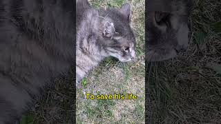 The story of Buchan a cute furry cat 🐈!After his tumour surgery!@Nga Tran Canada. by Nga Tran Canada 370 views 9 months ago 4 minutes, 19 seconds