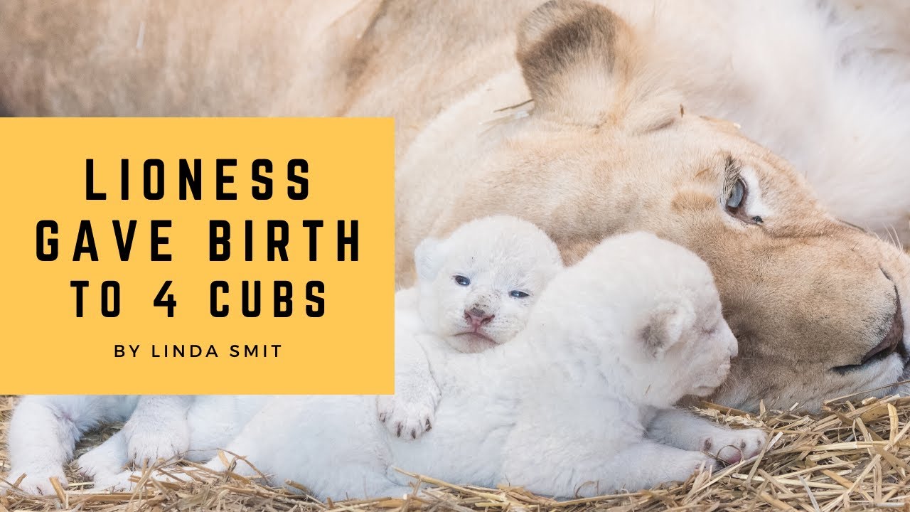Life at the zoo | Lioness Malindi gave birth to four adorable cubs