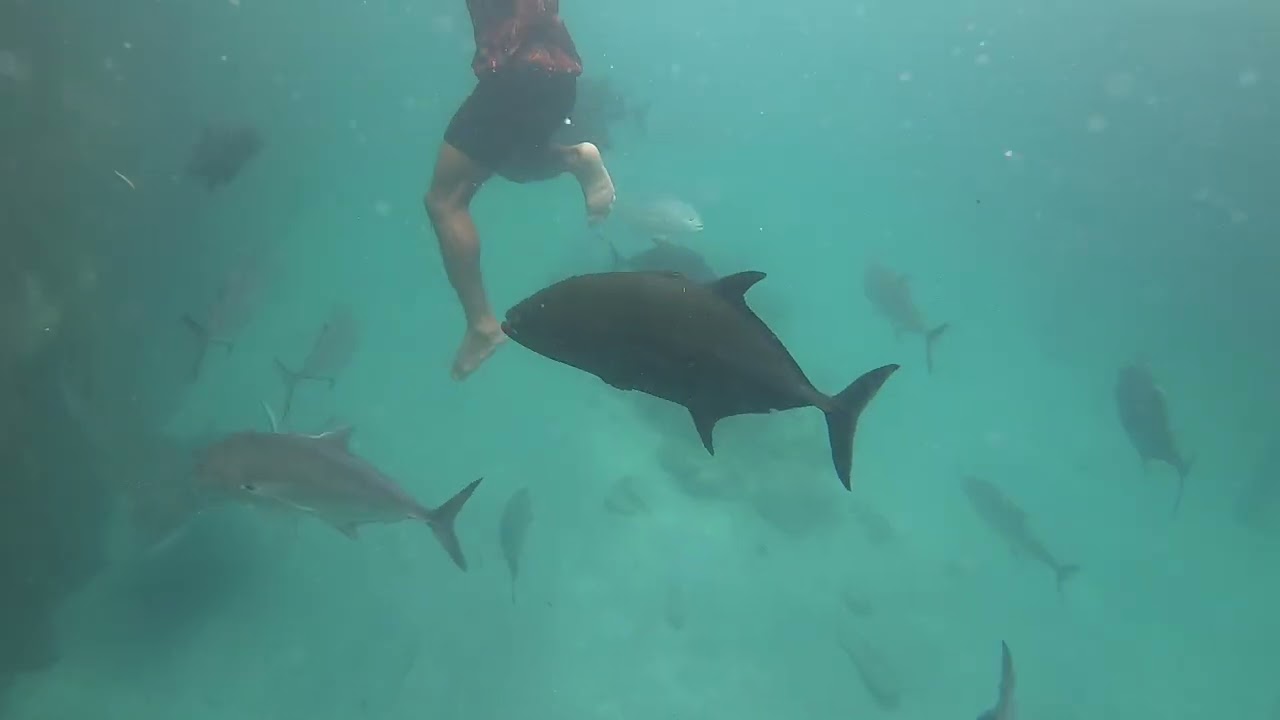 Feeding Guitarfish, Ray Shark 