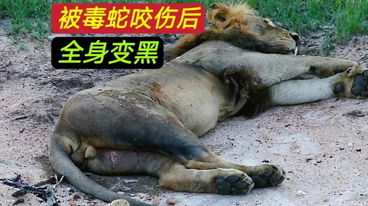 當各種動物被毒蛇咬傷後的罕見場面，獅子、鬣狗、角馬、花豹、猴子等|動物世界 - 天天要聞