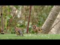 Beginning of video