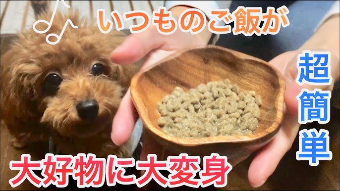 食べない犬のごはんのあげ方 ドライフードの強制給餌のやり方 シリンジで 指で あげる時のコツとご飯の作り方 Youtube