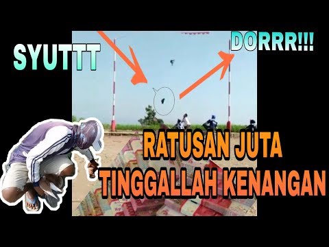 GILA !!! Merpati Kolong Super Nukik Rem Blong Langsung Mati Ditempat #HOBIKU