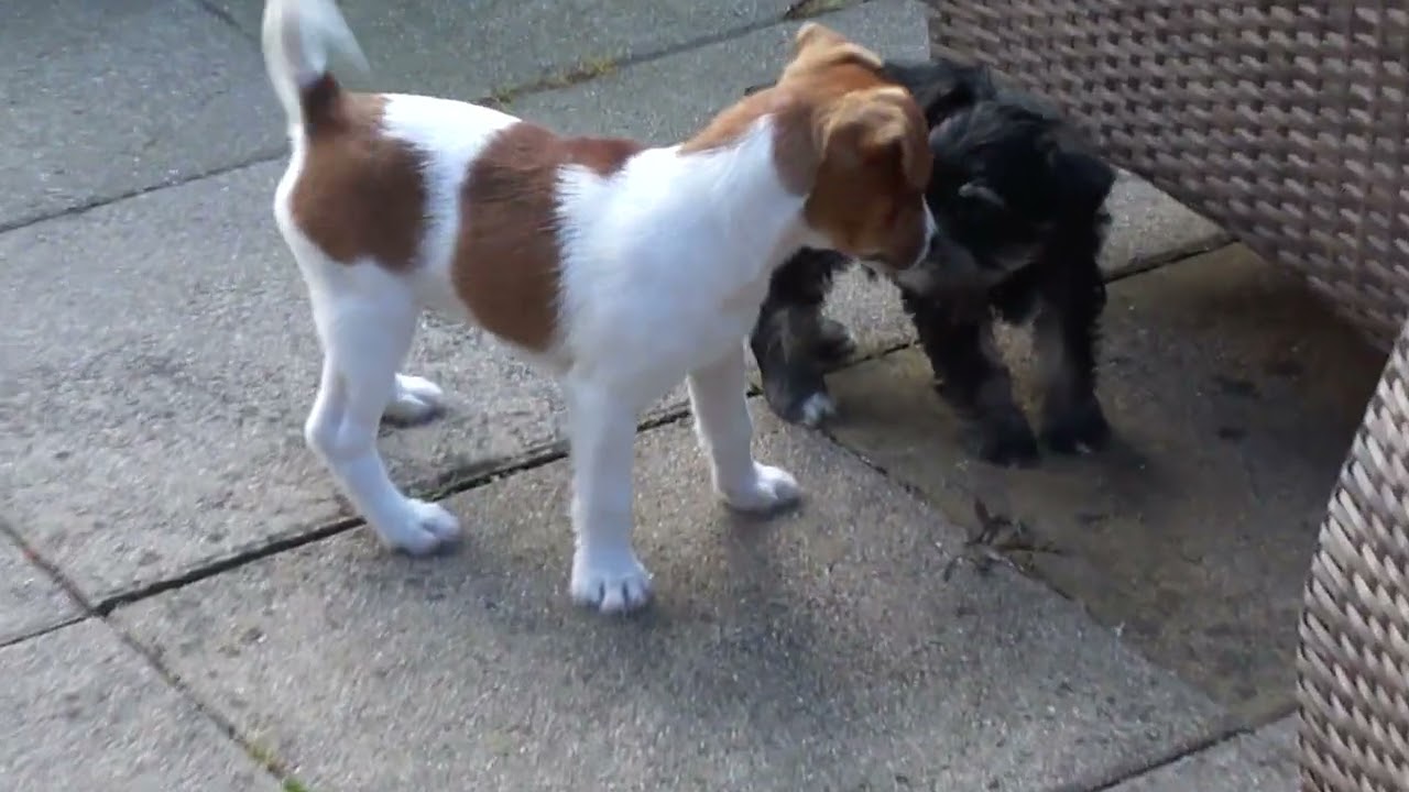 Bubba & Dude First Meet Video 2 007
