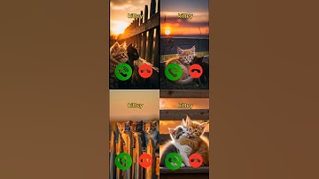 catcall #aicat #ringtone #ringtones #iphone #cat #shorts #catcalling #monkcall #monk #smartphone