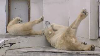 癒される・・似たものホッキョクグマ親子~You will relax by the Polar Bears