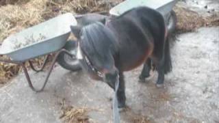 Fips.wmv