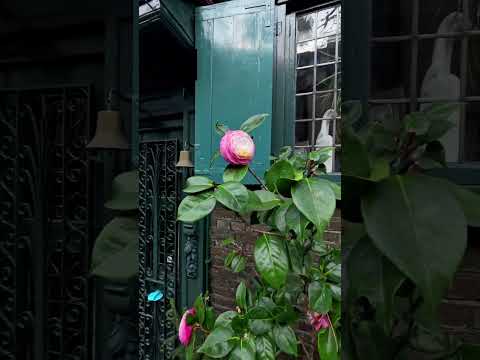Kensington mews #mews #kensington