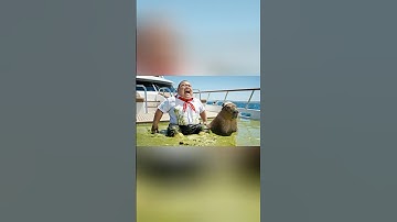 Hùng trọc đổ một tỷ lít matcha latte troll capybara #capybara #shorts #capybara