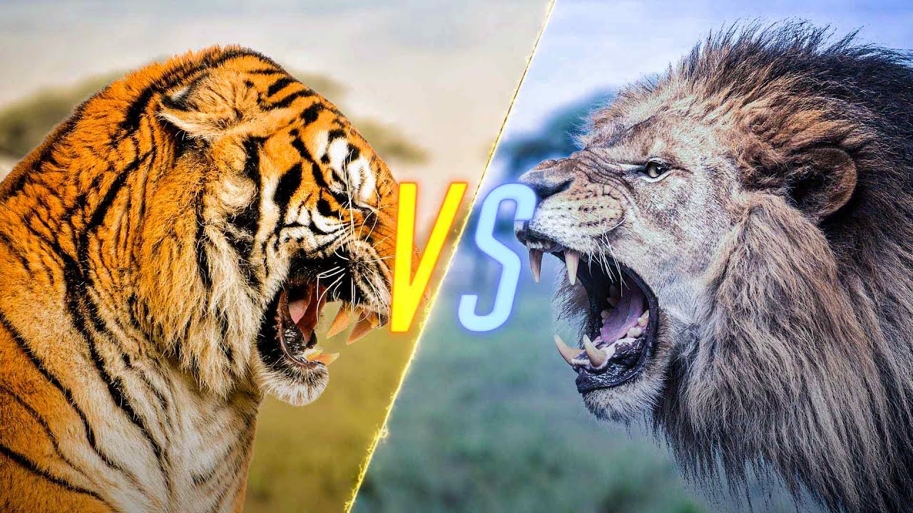Tiger VS Lion - YouTube