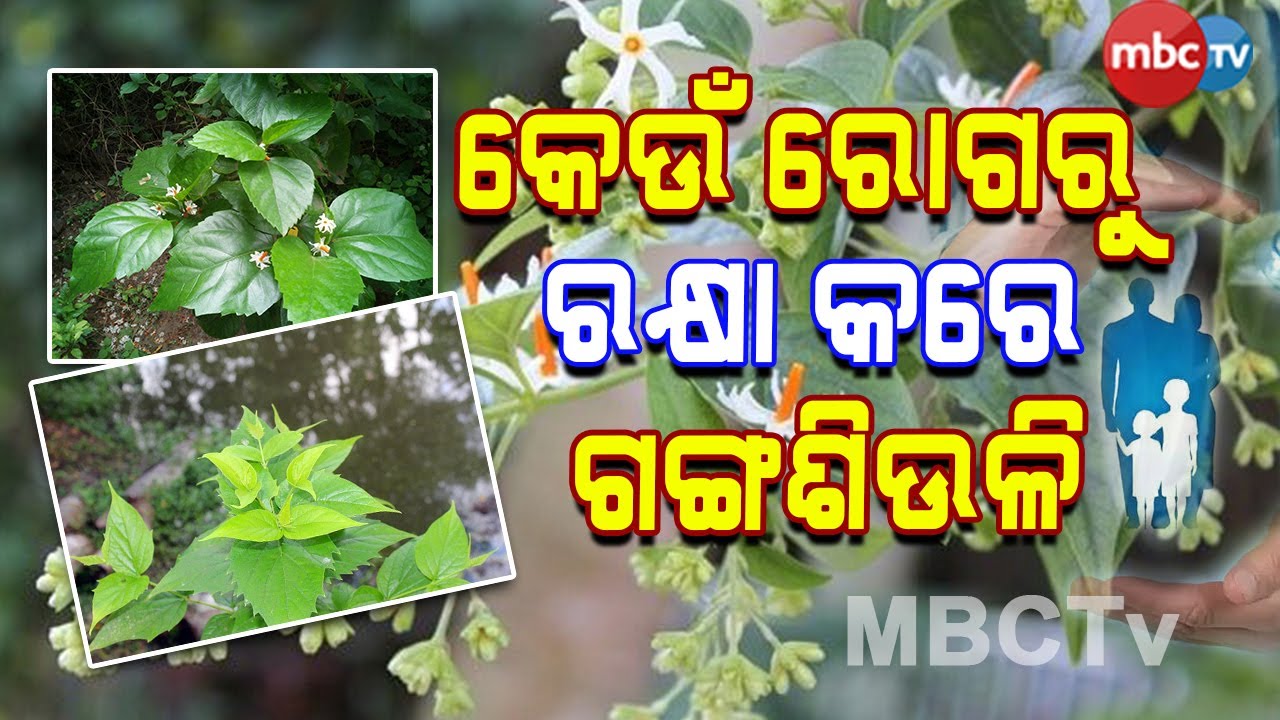 Nature & Life | ଗଙ୍ଗଶିଉଳି ଗଛର ବିଭିନ୍ନ ଅଂଶକୁ ବ୍ୟବହାର କରି ନିରୋଗ ରହିବା ପାଇଁ ଆପଣାନ୍ତୁ ଆମର ଏହି ଘରୋଇ ଉପାୟ