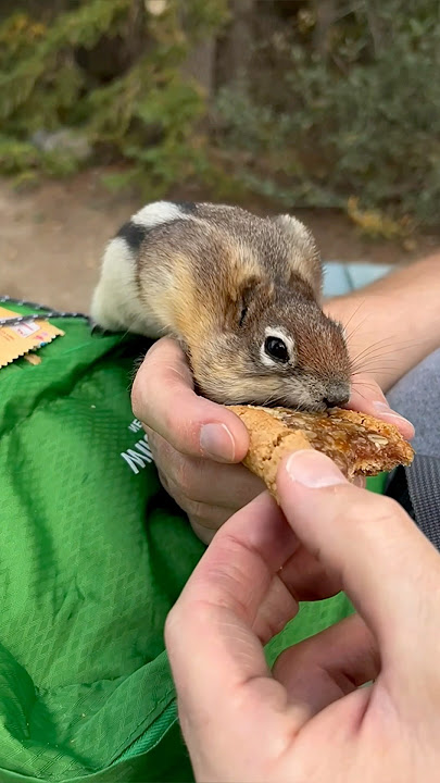 He Was Outsmarted By A Chipmunk! 😂