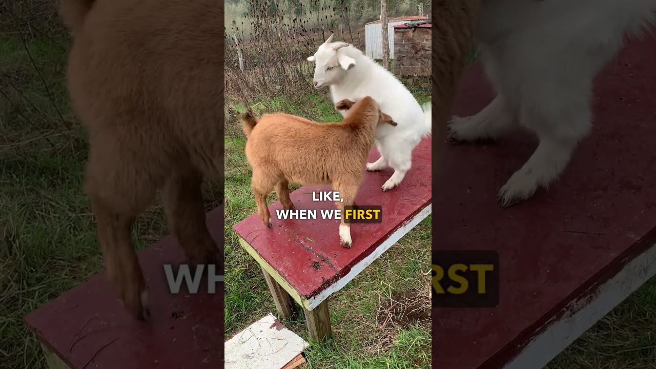 Мы любим наших коз 🐐❤️