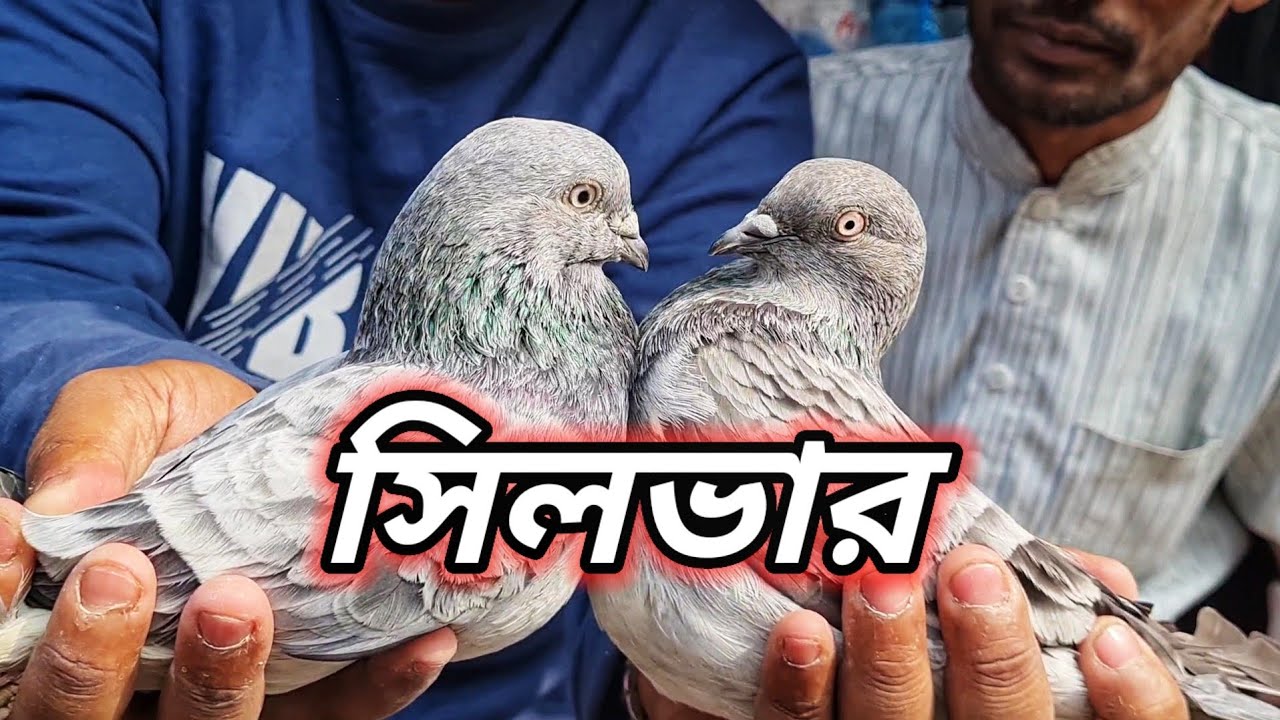 মিরপুর হাটের কবুতর সহ কিছু সময় কাটালাম🥰