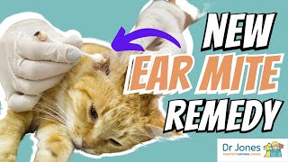 Scratching Ear with Ear Mites? Great New Remedy!