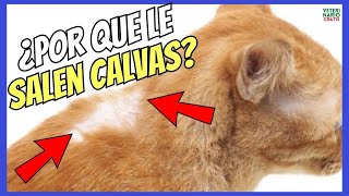 ⏰ WHY DO CATS GET BALD? ⏰ CAUSES AND TREATMENT