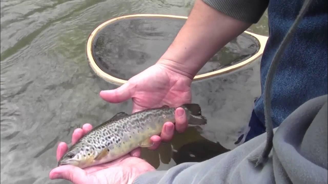 Best Ultra Light Fly Rod for Small Streams YouTube