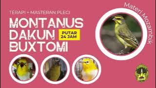 TERAPI DAN MASTERAN PLECI MATERI MOZAMBIK by SKPJ