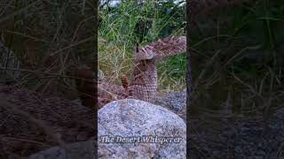 Western Diamondback Rattlesnake