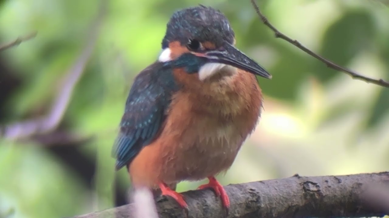 善福寺公園 カワセミ - YouTube