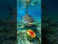 Underwater Fruit Vibes 🍉🐟 | Chill Bass Music #Shorts