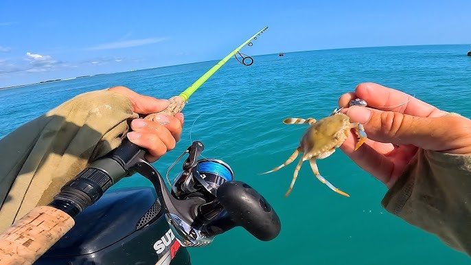 BIG Fish LOVE Crabs - Florida Summer Ocean Multi-Species Fishing 