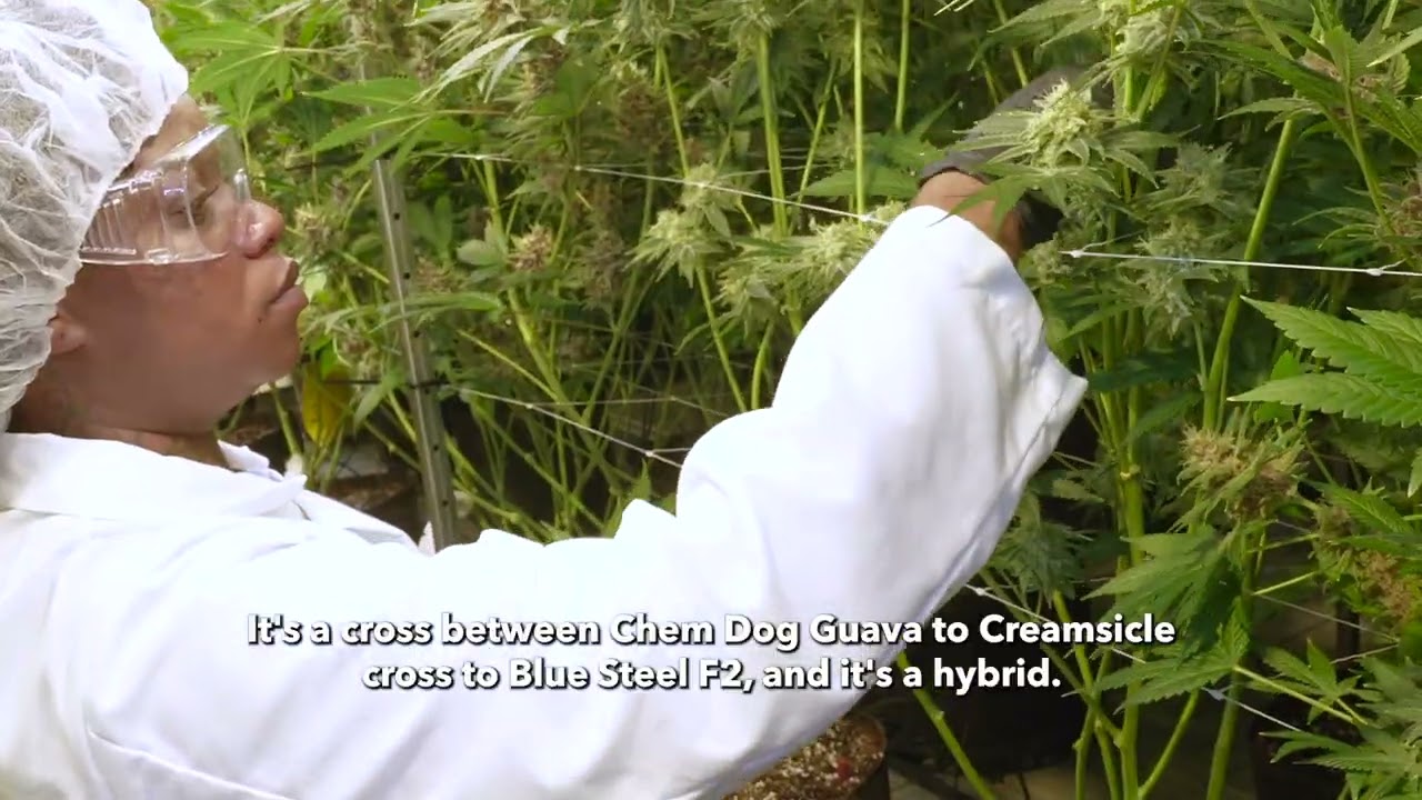 The Seed Origins of Bomb Pop Cannabis Strain by Modern Flower