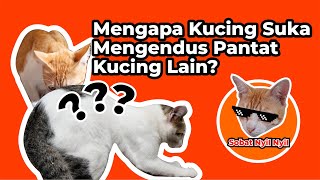 Mengapa Kucing Suka Mengendus Pantat Kucing Lain?