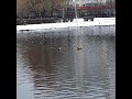 Утиное королевство Ангарских прудов при первом снегу. (5)