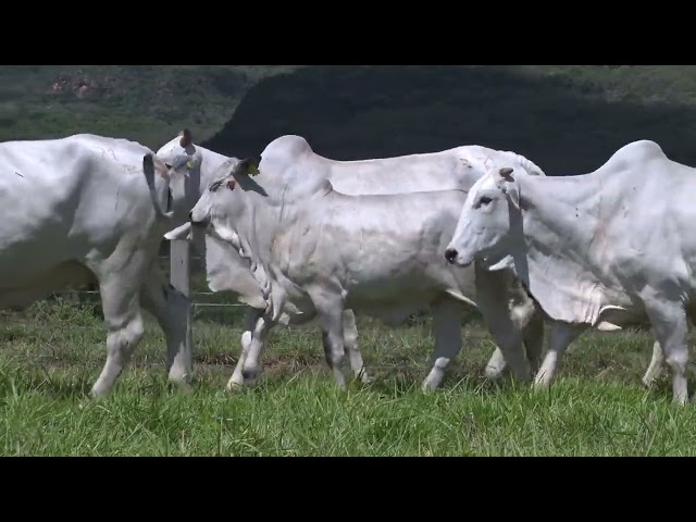 Lote 71 - 19° Leilão Fazenda Fortaleza