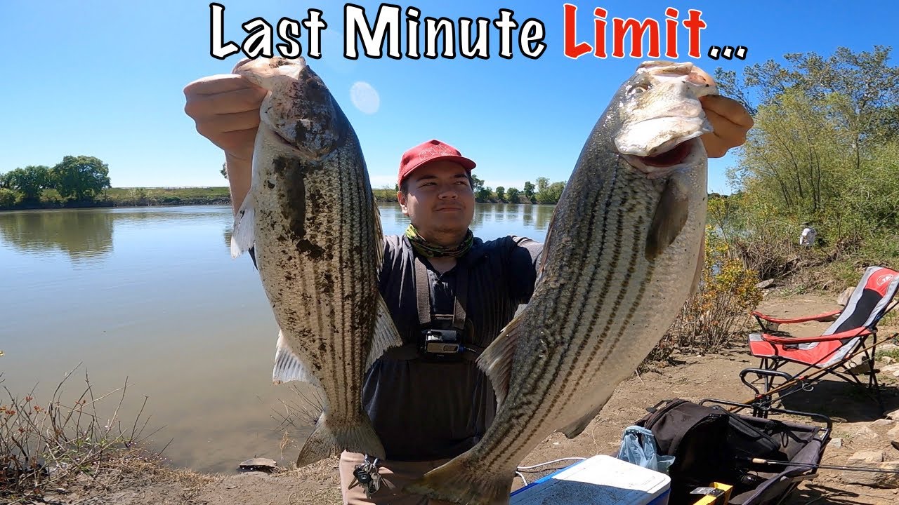 Sacramento River April Striper Fishing 2024 ( Limit Out)