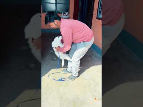 Apna Bacha 🐈 #youtubeshorts #subscribe #viral #dog