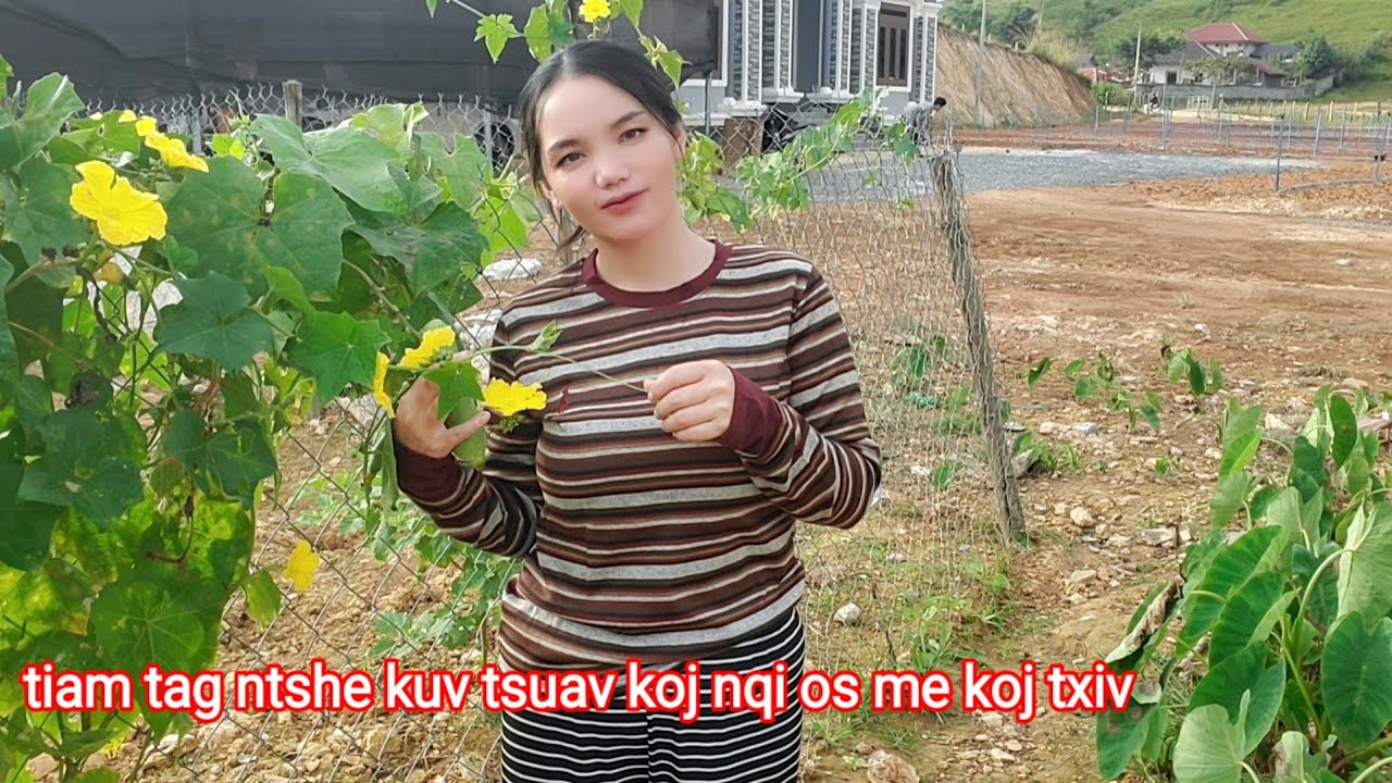 Tiam tag ntshe kuv tsuav koj nqi os me koj txiv 22/9/2025