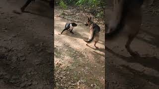 Leave Me Alone You Pit Bull . German Shepherd Sasha Chased By Pit Bull . Short