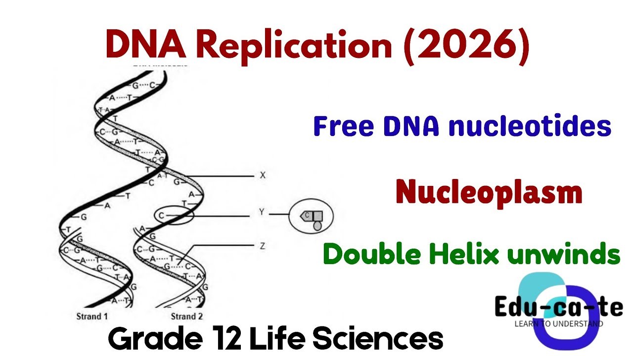 DNA Replication - Grade 12 Llife Sciences - YouTube