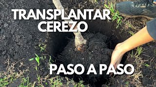 Como Trasplantar Cerezo PASO A PASO