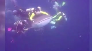 Viral, Tindakan Penyelam Ganggu Hiu Paus