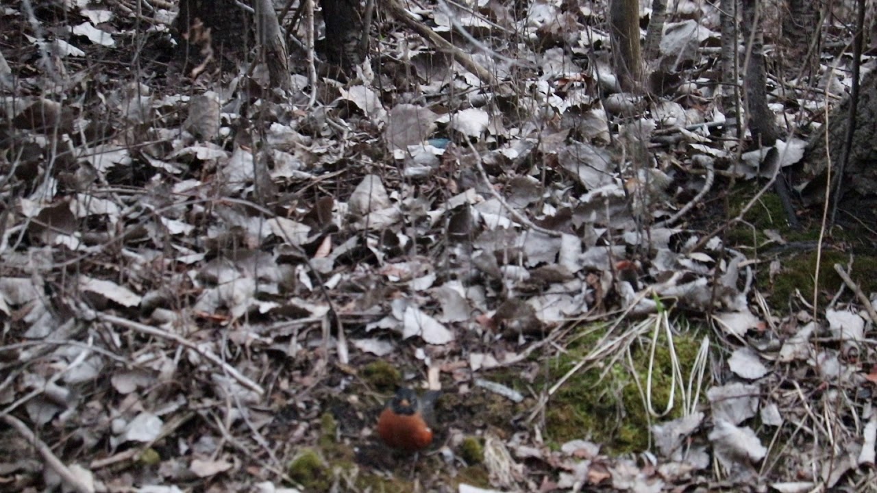 Canon sl2 lake with aridale dog
