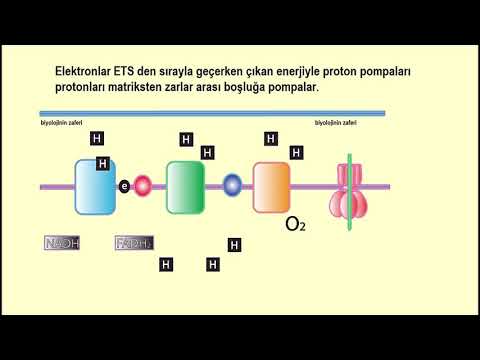 Video: Mitoxondriya matritsasida qanday reaksiya sodir bo'ladi?