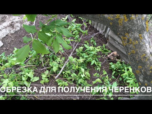 ОБРЕЗКА ГРЕЦКОГО ОРЕХА ДЛЯ ПОЛУЧЕНИЯ ЧЕРЕНКОВ.
